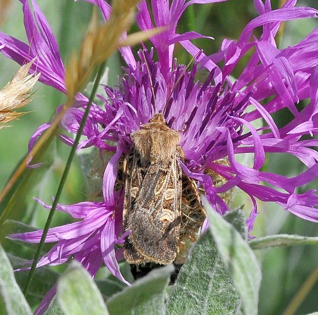 Chersotis elegans (?)