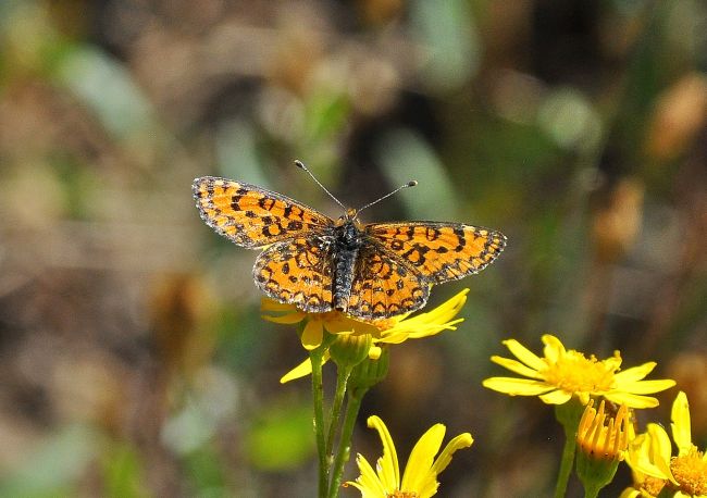 Melitaea trivia