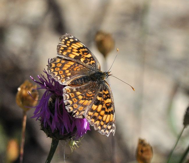 Melitaea phoebe