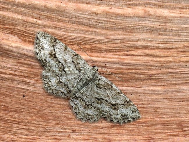 aiuto id. geometridae