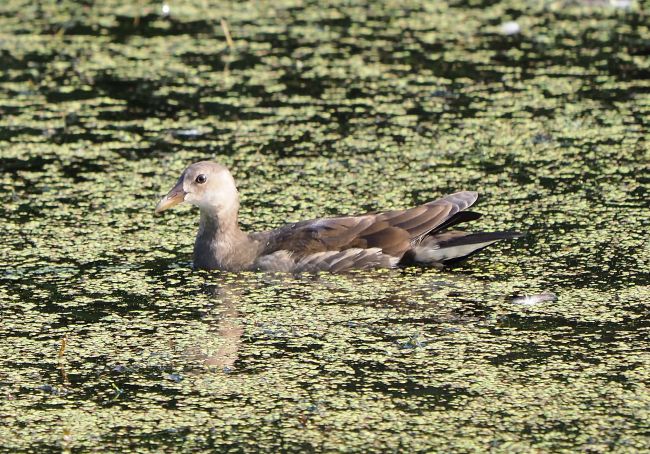 Gallinella d''acqua giovane?