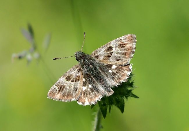 Carcharodus flociferus?