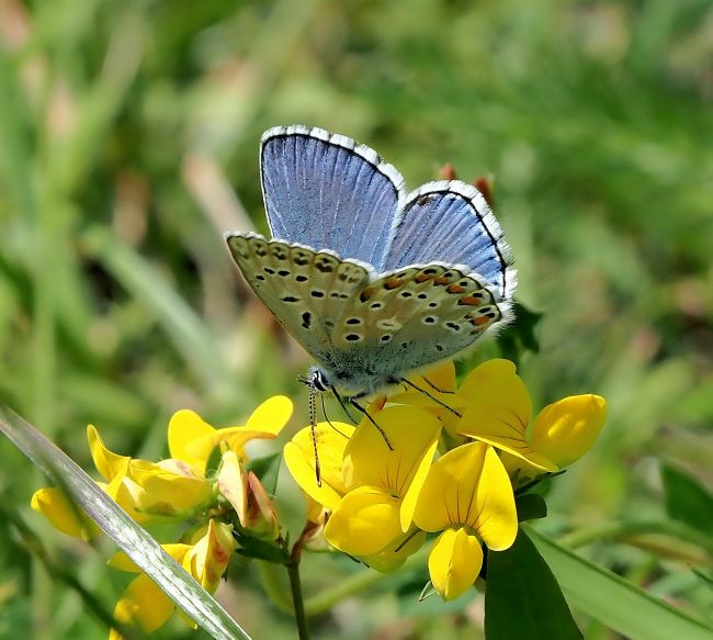 icarus o bellargus?