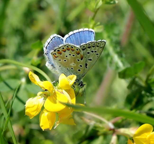 icarus o bellargus?