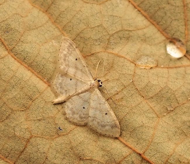 Aiuto id. Idaea