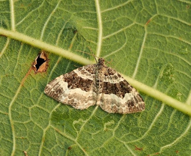 aiuto id. geometridae