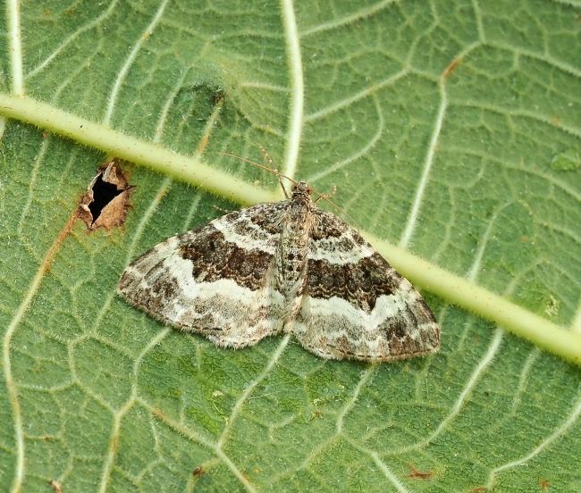 aiuto id. geometridae