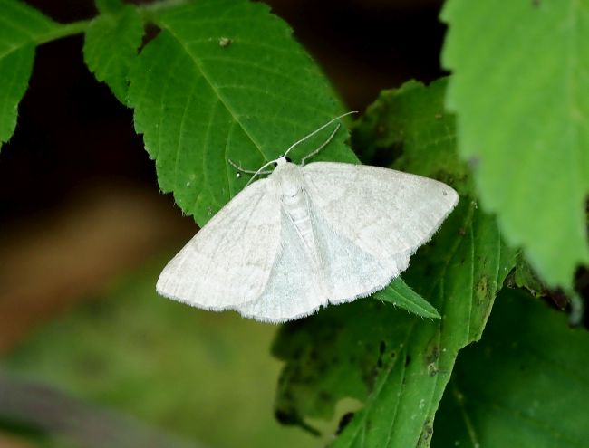 aiuto id. geometridae, forse Cabera pusaria