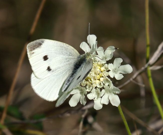 Pieris rapae o P. mannii?