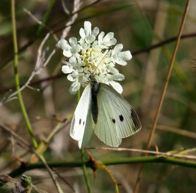 Pieris rapae o P. mannii?