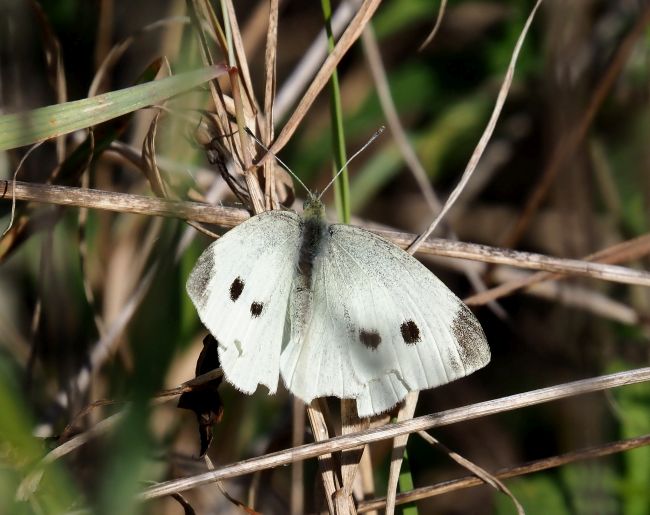 Pieris rapae o P. mannii?