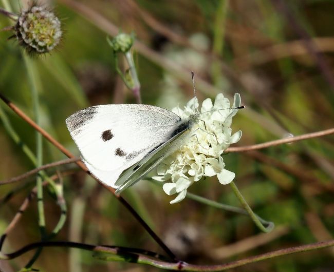 Pieris rapae o P. mannii?