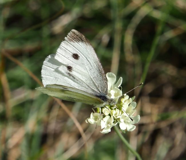 Pieris rapae o P. mannii?