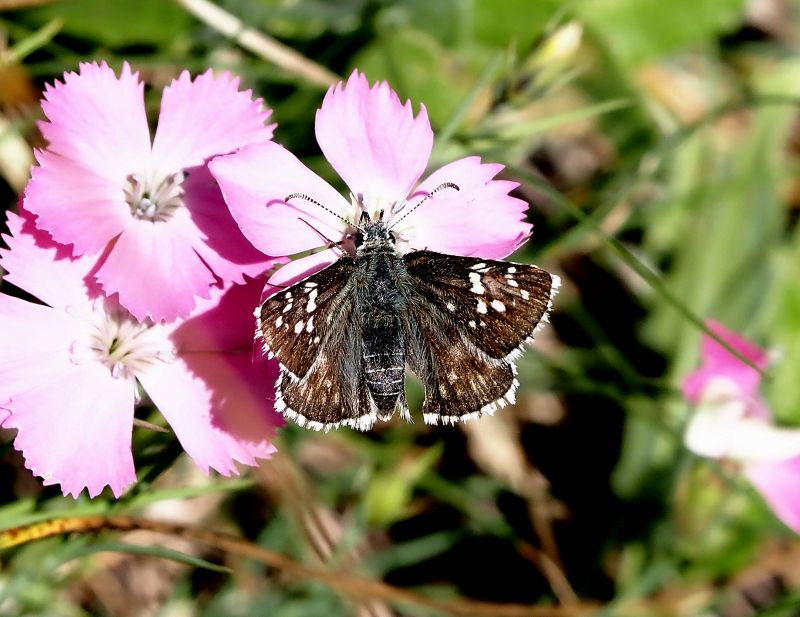 aiuto id. pyrgus - Pyrgus carthami