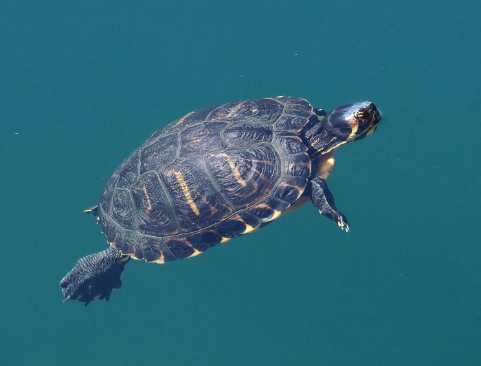 Trachemys scripta ?