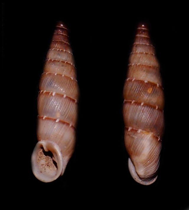 Clausiliidae