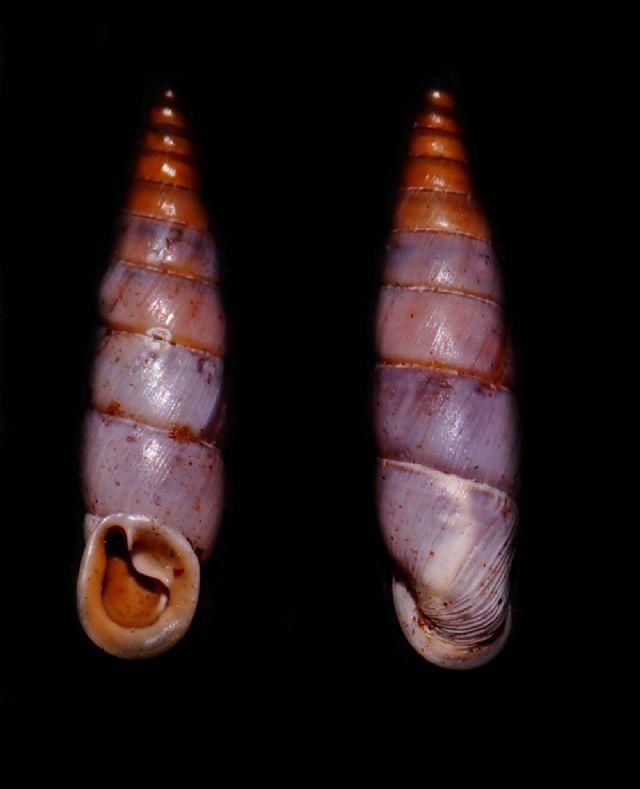 Clausiliidae3