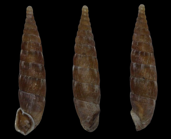 Clausiliidae 1