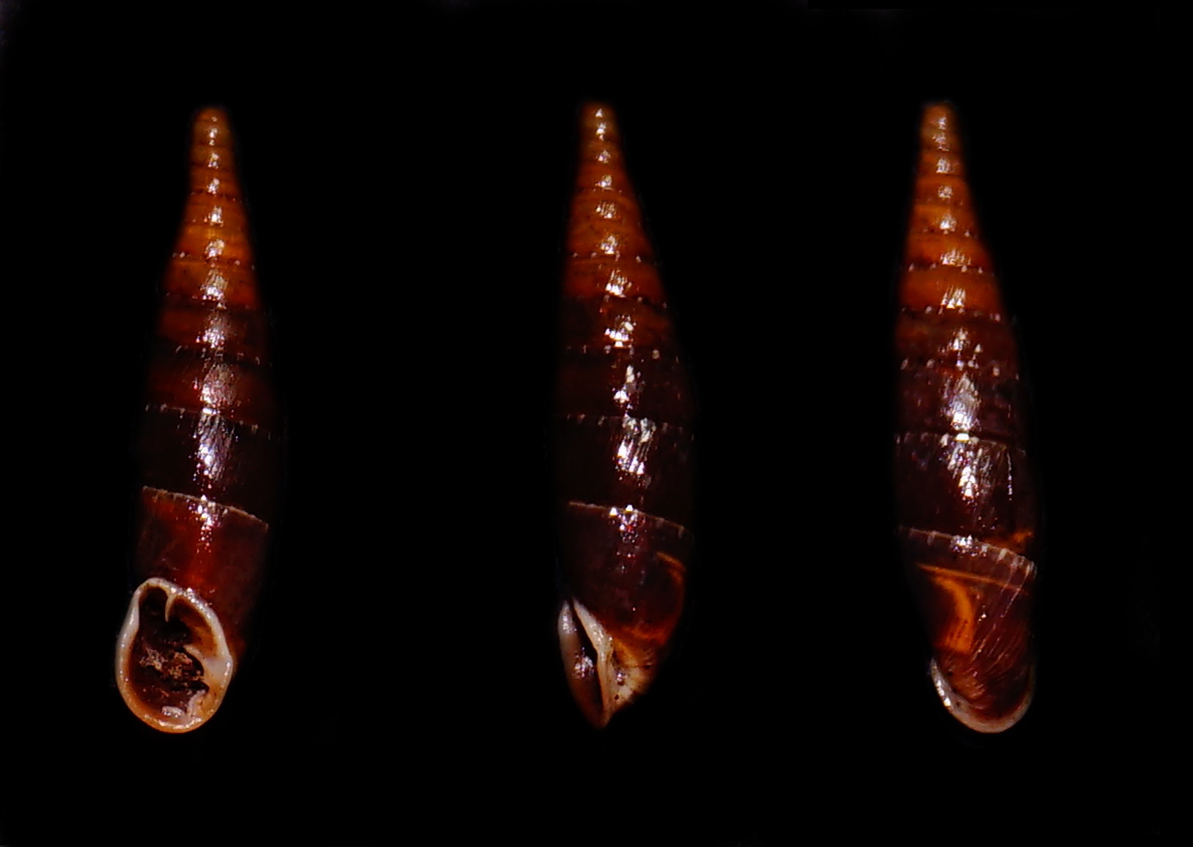 clausiliidae