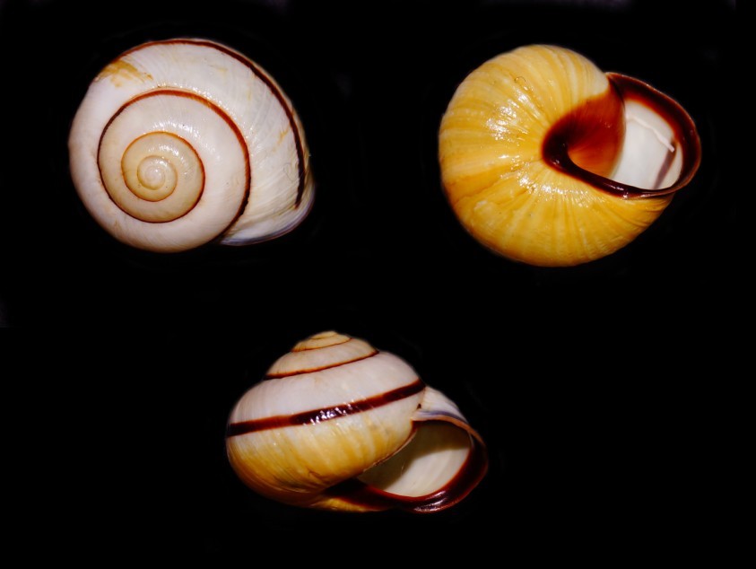 Cepaea nemoralis in Basilicata