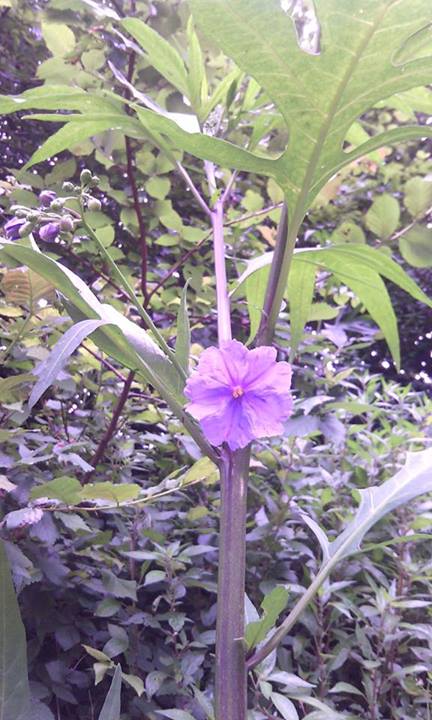 Solanum laciniatum