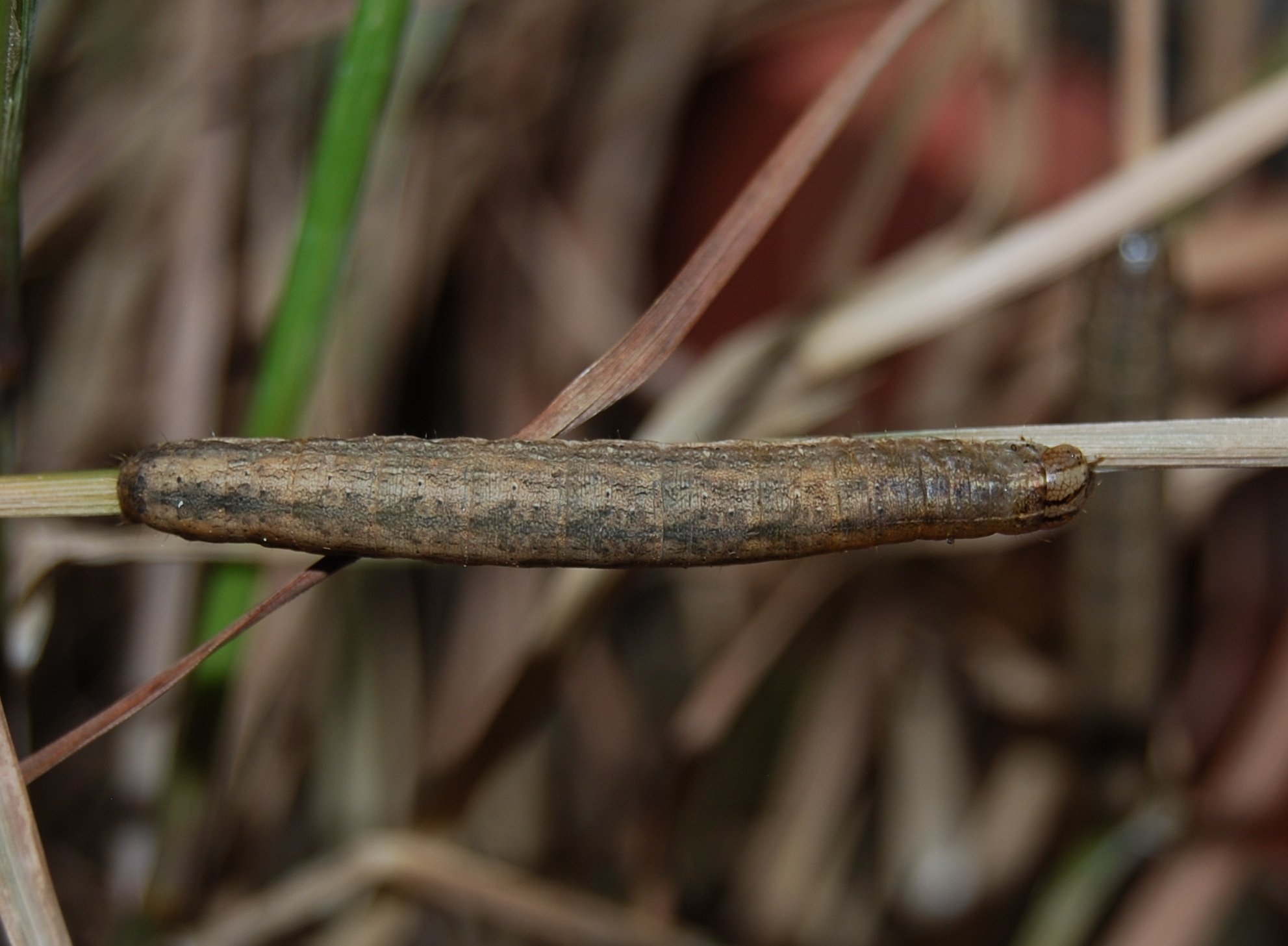 Melanargia pherusa - bruchi