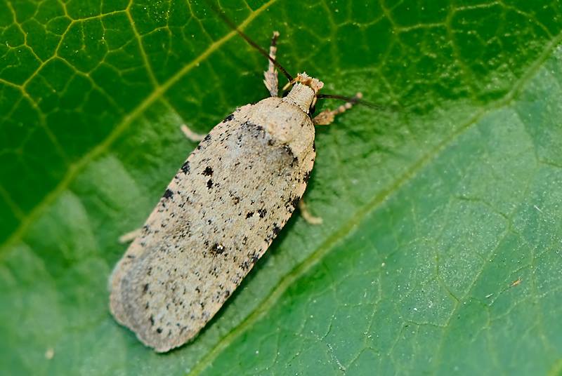 Agonopterix sp. ? S:  A. adspersella (Cfr)