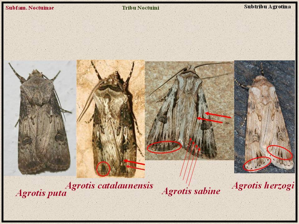 Agrotis da id - Agrotis puta, Noctuidae