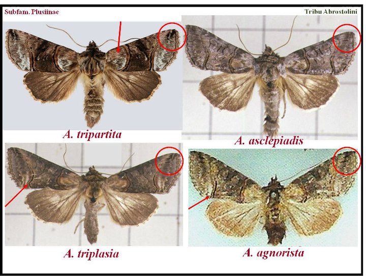 Abrostola triplasia - Noctuidae