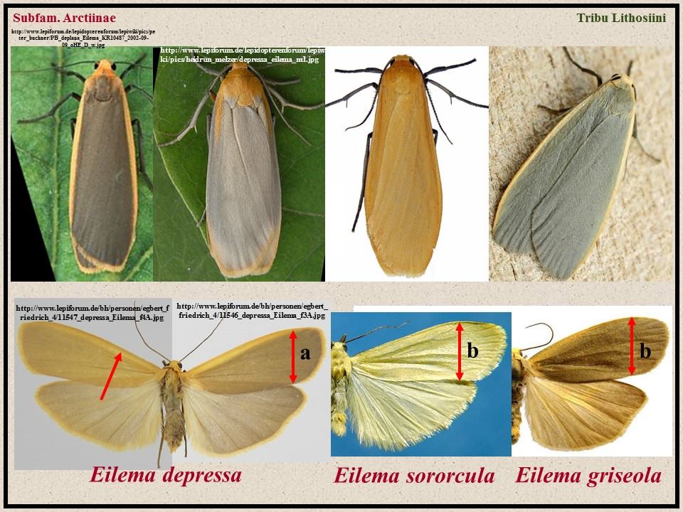 Eilema sororcula ???