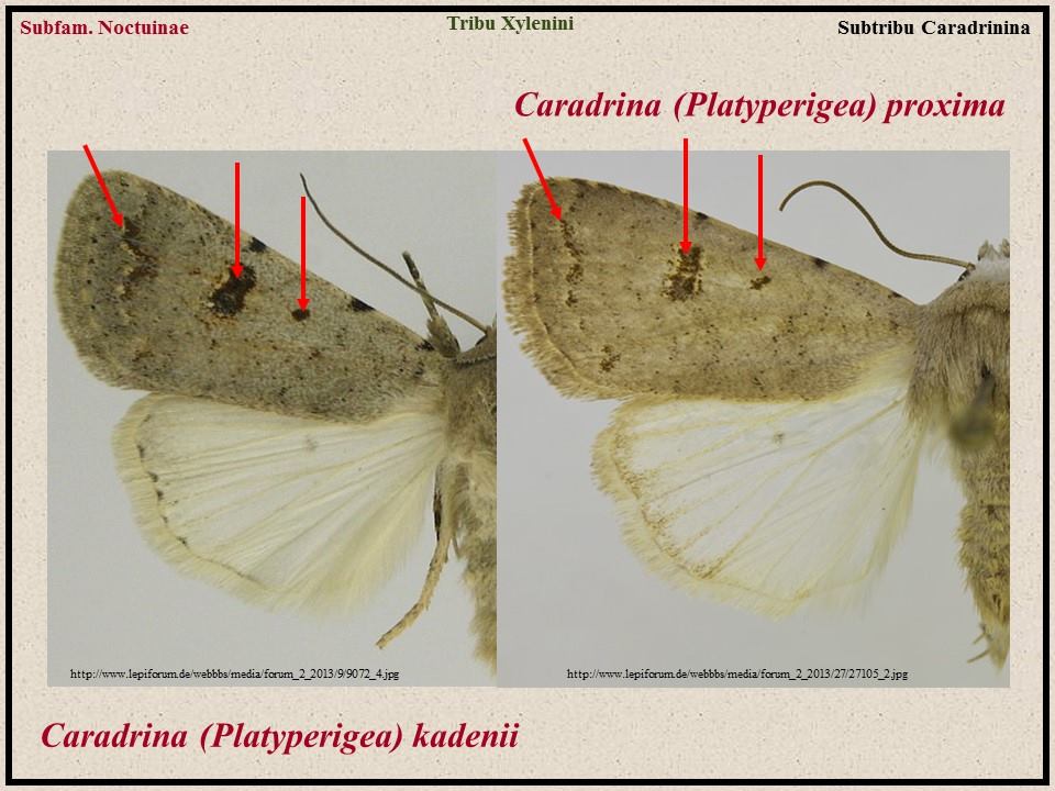 Noctuidae da ID - Caradrina sp.