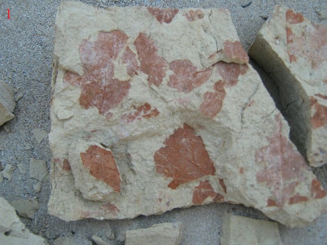 Fossili da identificare