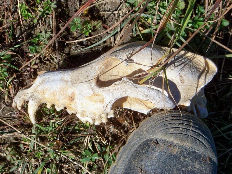 Cranio di lupo o di cane