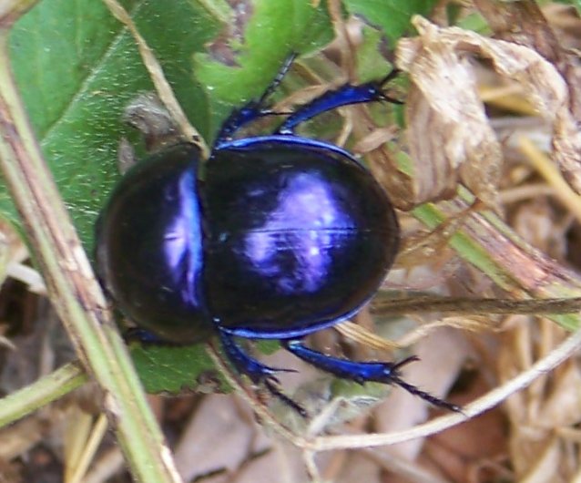 Trypocopris pyrenaeus cyanicolor, Geotrupidae