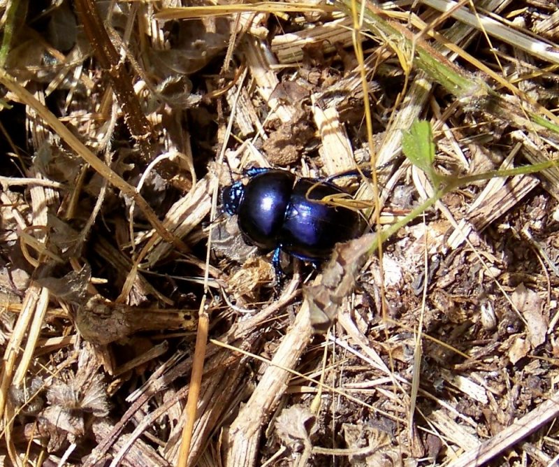 Trypocopris pyrenaeus cyanicolor, Geotrupidae