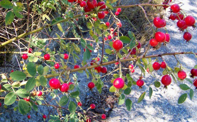 Parco della Sila.  bacche di Rosa sp.