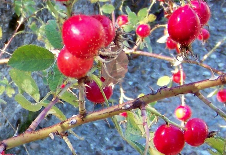 Parco della Sila.  bacche di Rosa sp.