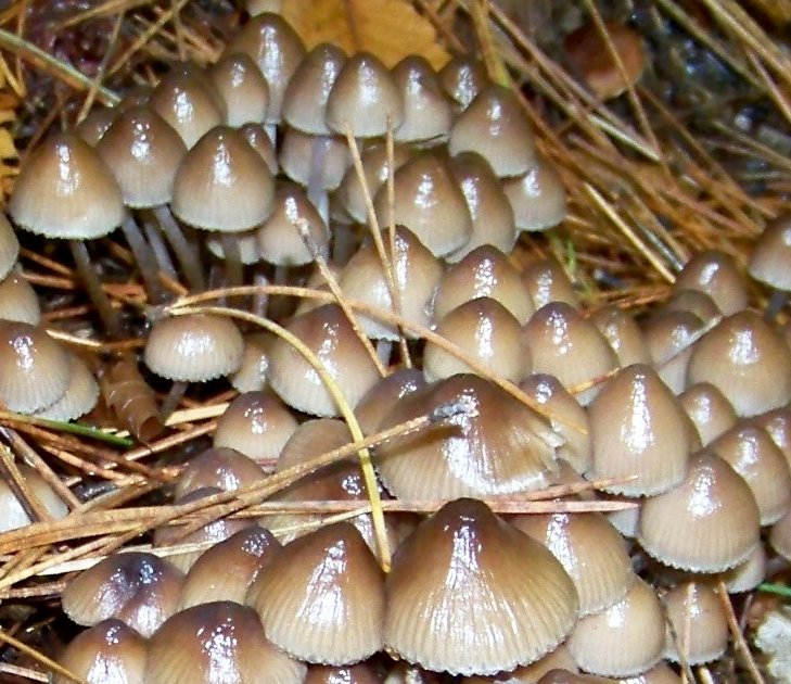 Da determinare. Sila bosco misto castagni-pini :  Mycena sp.