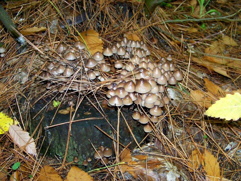 Da determinare. Sila bosco misto castagni-pini :  Mycena sp.