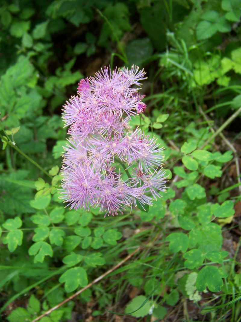 Thalictrum sp. (Ranunculaceae)