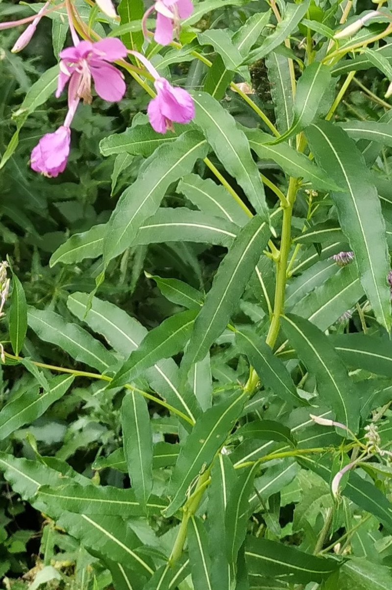 Chamaenerion angustifolium (Onagraceae)