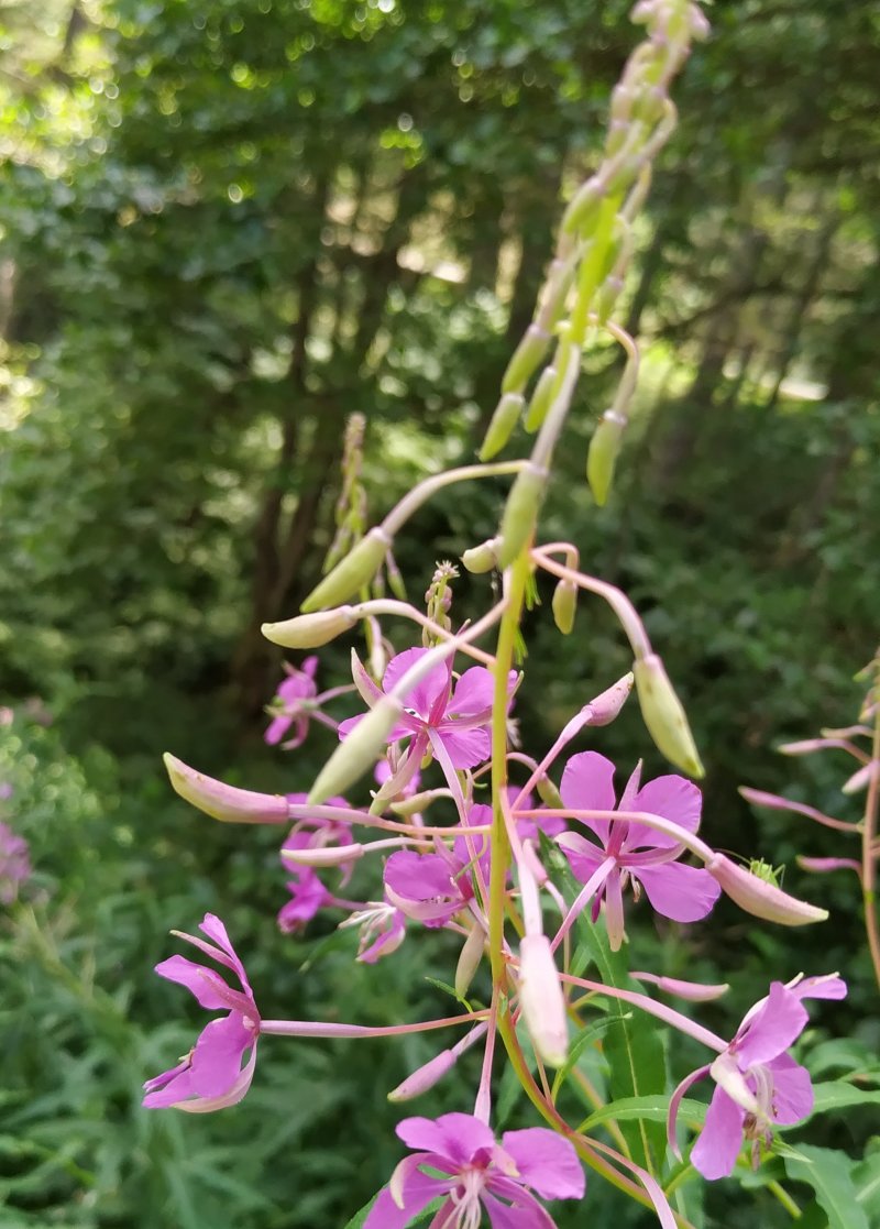 Chamaenerion angustifolium (Onagraceae)