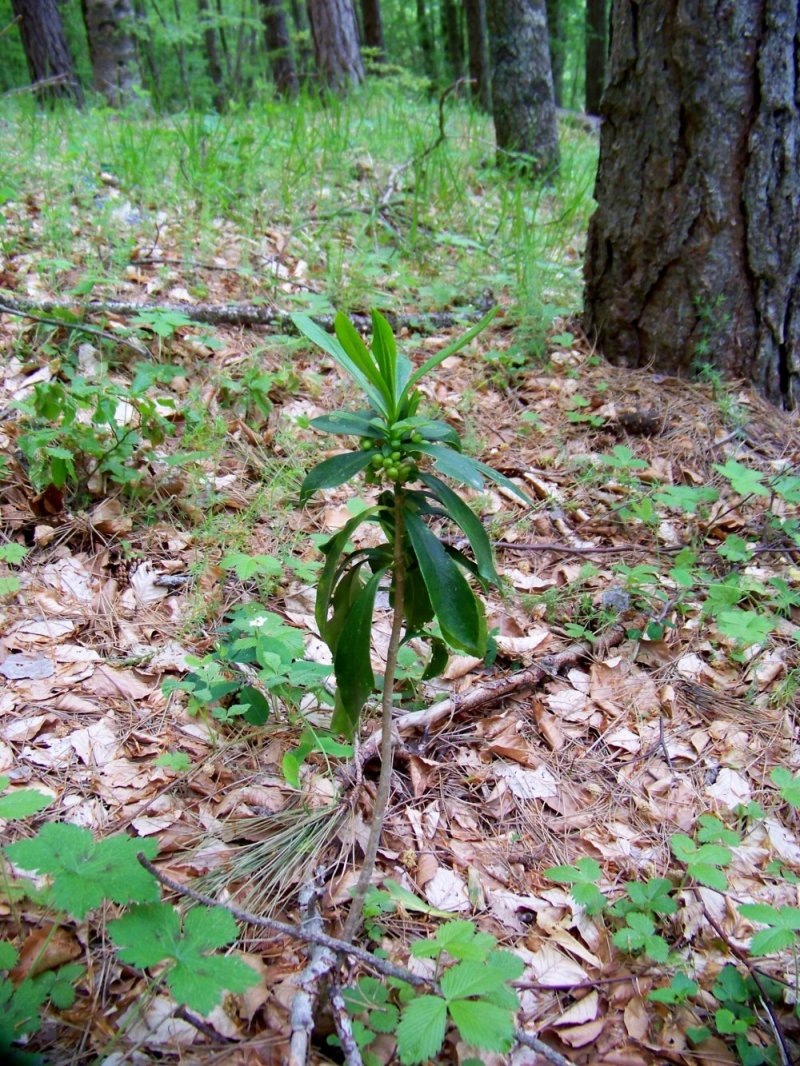 Daphne laureola (Thymelaeaceae)