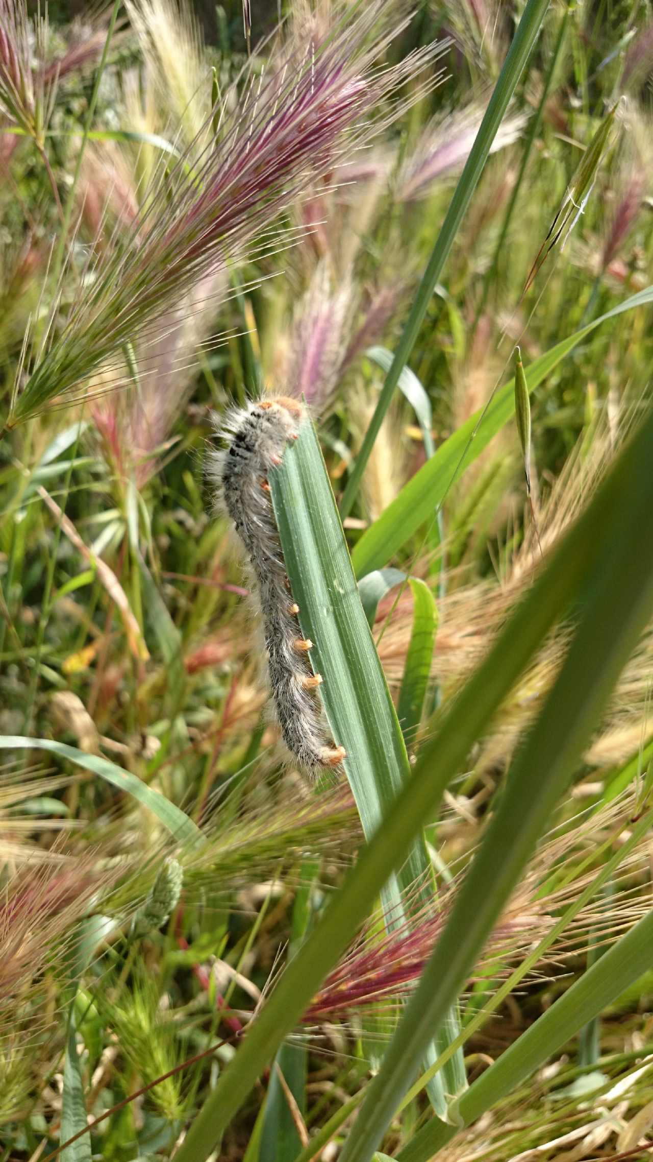 Identificazione larva - Lasiocampa (Pachygastria) trifolii