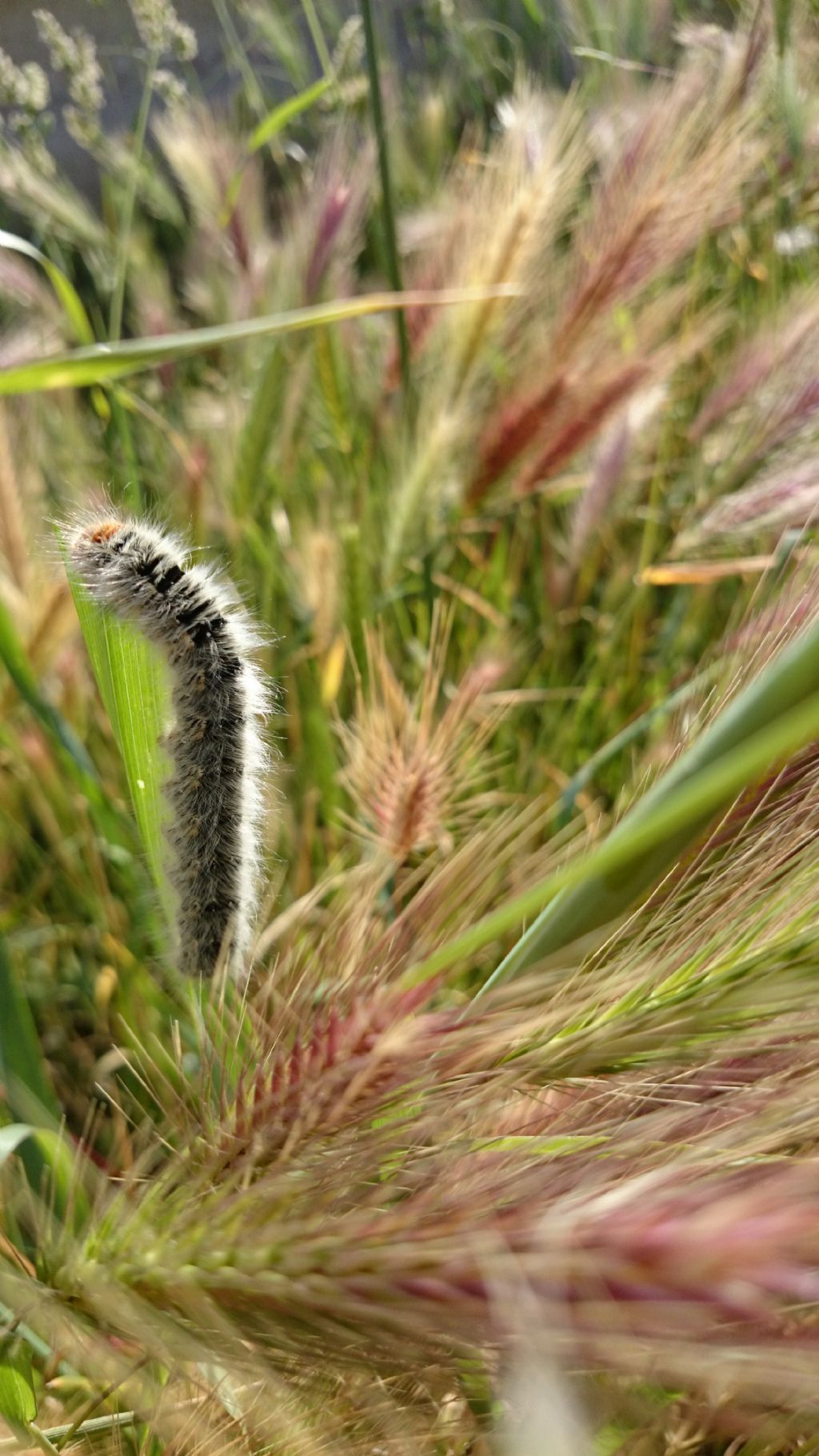 Identificazione larva - Lasiocampa (Pachygastria) trifolii