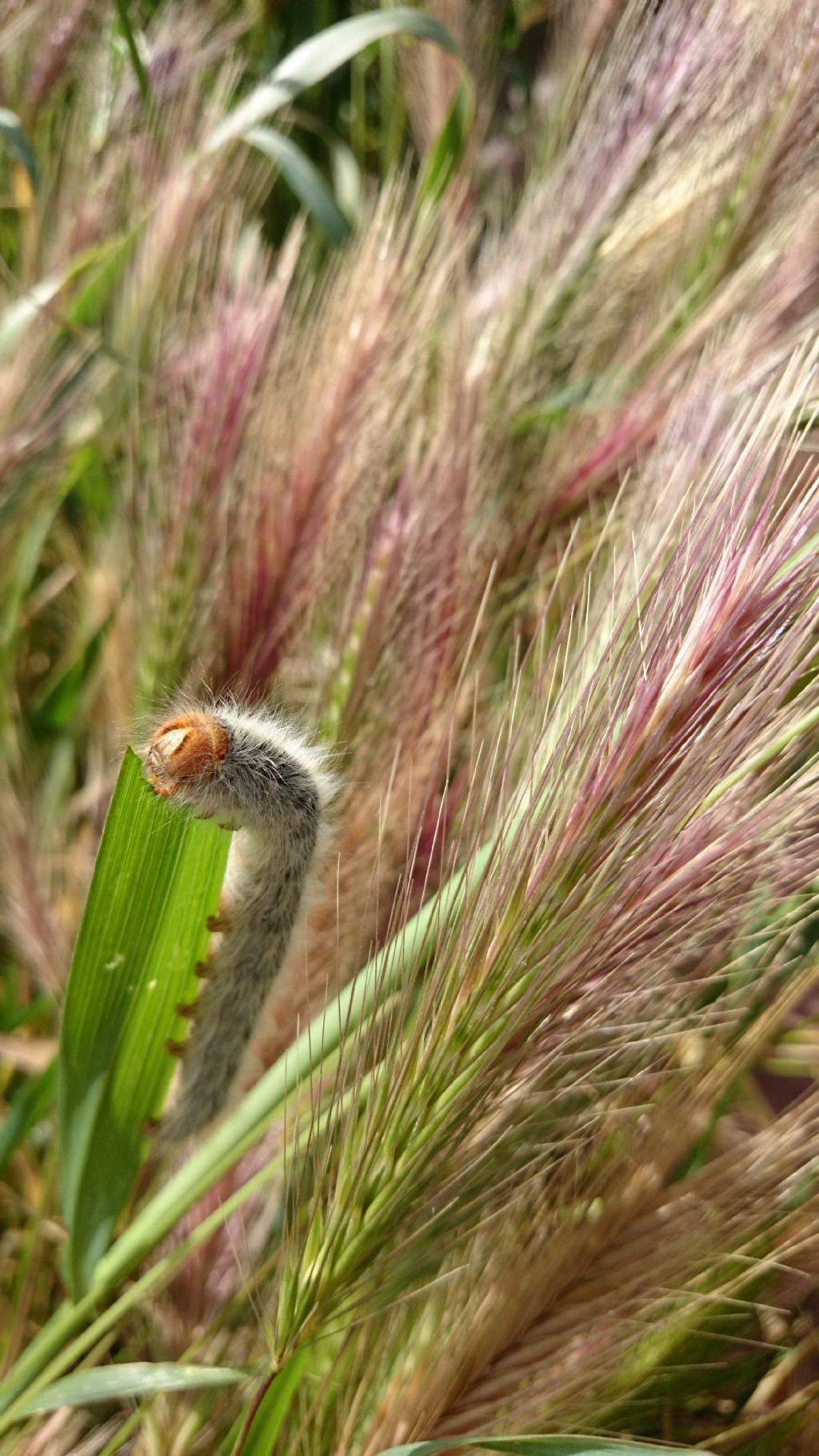 Identificazione larva - Lasiocampa (Pachygastria) trifolii