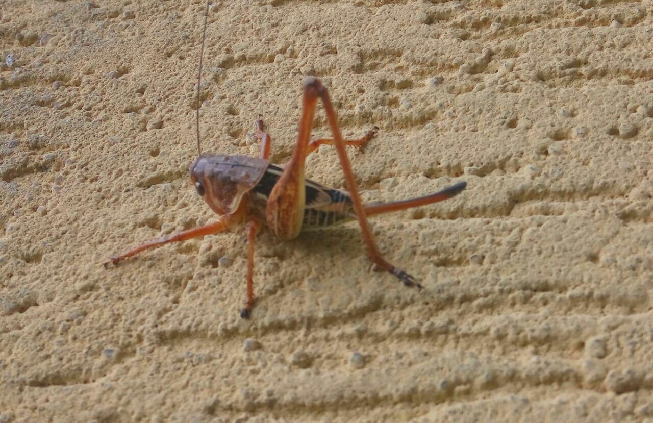 Identificazione Tettigoniidae