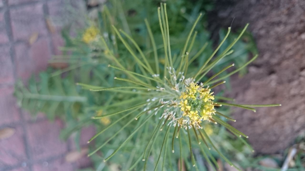 Sisymbrium irio?  S !