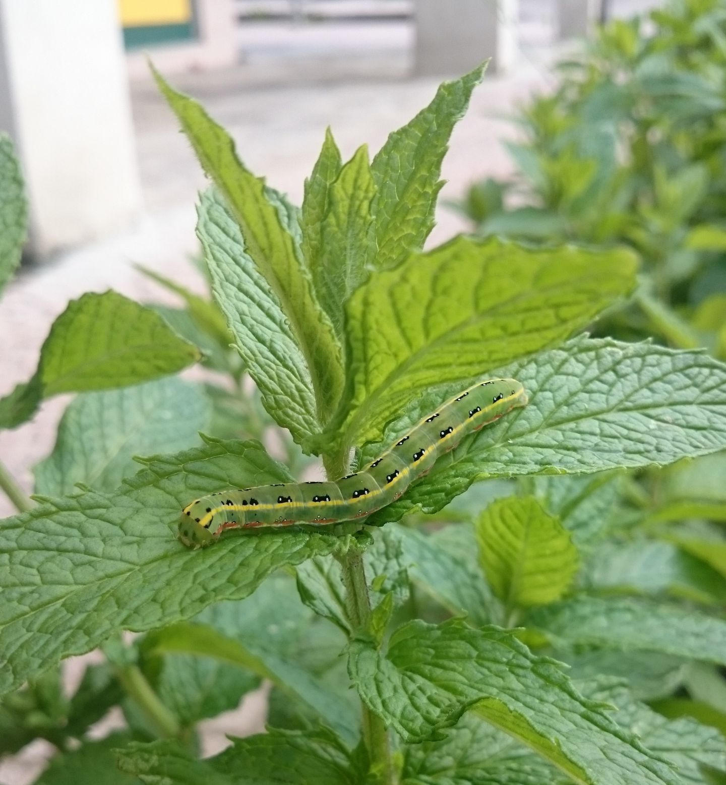 Bruco verde da identificare - Xylena exsoleta, Noctuidae