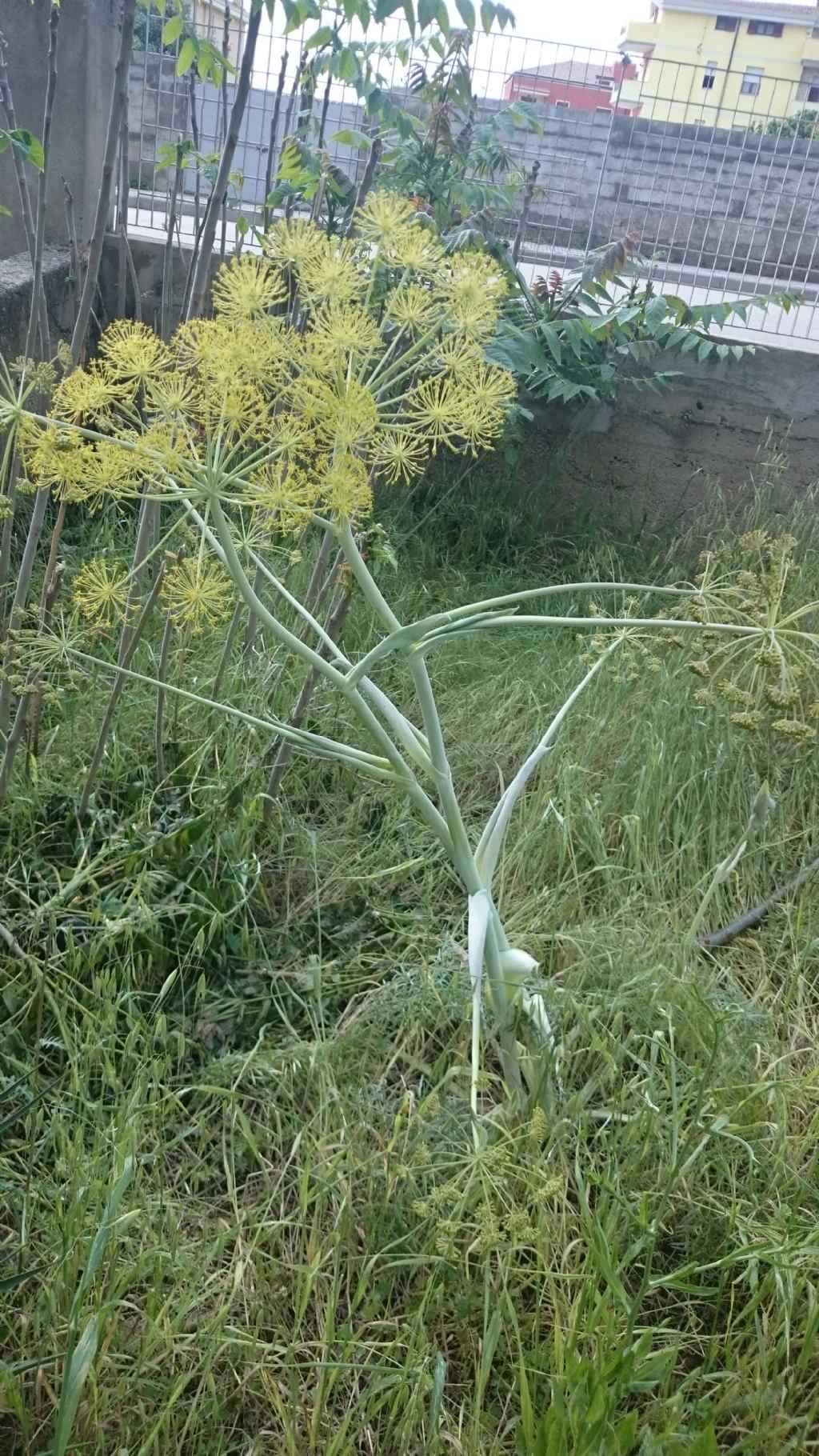 Ferula communis?  No, Thapsia garganica (Apiaceae)